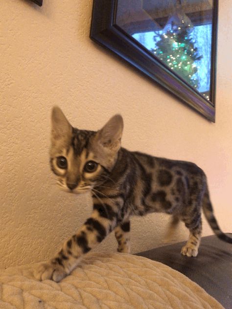 Bengal kitten: Tink at 14 weeks Grey Bengal Kitten, Kitten Bengal, West Kitten Aesthetic, Toyger Kitten, Bangel Cats Kittens, Snow Bengal Kitten, Toyger Cat, Hybrid Cat, Ocicat