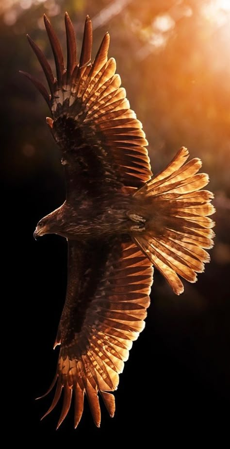 Golden Eagle Flying, Aigle Royal, Eagle Images, Eagle Wallpaper, Eagle Pictures, Eagle Art, Golden Eagle, Majestic Animals, An Eagle