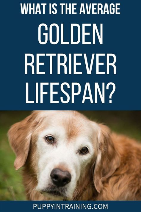 Average Golden Retriever Lifespan - Old white faced golden retriever looking back White Golden Retriever, Golden Retriever Training, New Puppy Checklist, Golden Retriever Rescue, Old Golden Retriever, Golden Puppies, Puppy Snuggles, Dog Ages, A Golden Retriever