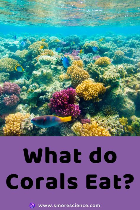 #corals #sessile #ocean #rocks #animals #polyps #photosynthesis ##stemchallenge #science #scienceforkids #sciencemagazine #smoremagazine #stem #stemeducation #stemforkids Things Found In The Ocean, Reef Safe Fish, Coral Reef Ecology, Real Fish, Coral Reef Conservation, Red Sea Coral Reef, Science Magazine, Live Coral, Water Animals