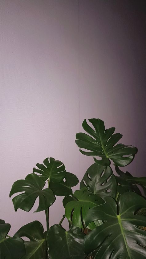 Monster deliciosa in the middle of the night, enlightened by the moon Monster Deliciosa, Night Plants, Plants Photo, Middle Of The Night, Monstera Deliciosa, Night Sky, Night Skies, In The Middle, The Middle