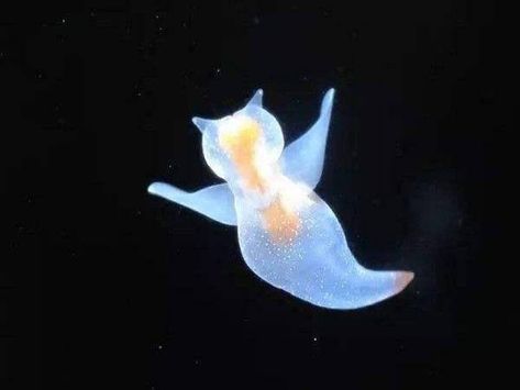 Sea Angel, Beautiful Sea Creatures, Sea Slug, Pretty Animals, Silly Animals, Slug, Marine Animals, Ocean Creatures, Ocean Animals