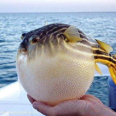 Puffer Fish Underwater Wonderland, Puffer Fish, Beautiful Sea Creatures, Exotic Fish, Water Life, Aquatic Animals, Deep Sea Fishing, Creature Feature, Ocean Creatures