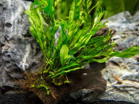 Aquarium Placement, Java Fern, Freshwater Plants, Aquarium Decor, Low Maintenance Plants, Ornamental Plants, Freshwater Aquarium, Planted Aquarium, Nurseries