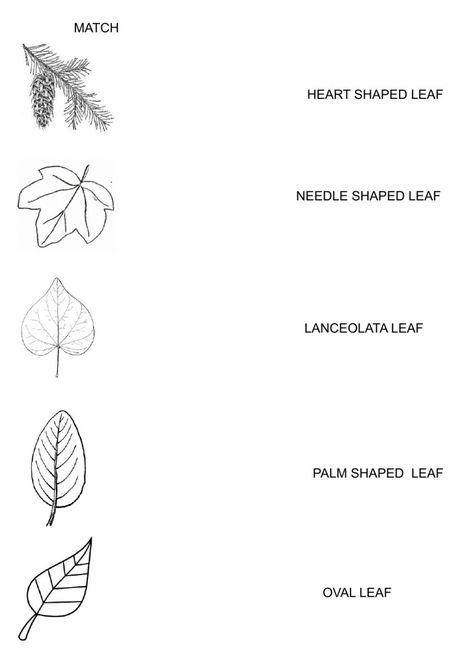 Parts Of A Leaf Worksheet, Leaf Worksheet, States Of Matter Worksheet, Matter Worksheets, Fine Motor Activities For Kids, Female Reproductive System, Shapes Worksheets, States Of Matter, Shapes Activities