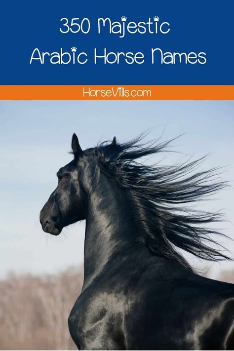 Looking for horse names for your Arabian, Arab-bred, or mixed heritage Arabian horses? Check out these 350+ popular and unique sounding Arabian Horse Names! Arabian Names, Majestic Names, White Arabian Horse, Arabic Horse, Egyptian Names, Best Cat Breeds, Female Horse, Horse Information, Arabian Stallions