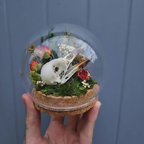 Magpie skull done 🥰 Just added this little beaut to my etsy. Magpie skull with roses and foliage 🥰 #skulls#vultureculture#vulture#roses#flowers#witchy#curio#cabinetofcuriosities#curiocabinet#naturewitch#bones#taxidermy Bird Skull Display, Vulture Culture Room, Skull Cloche, Oddity Display, Crow Crafts, Magpie Skull, Bones Taxidermy, Fantasy Diy, Magpie Art