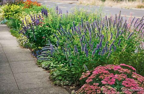 From "Hell Strip" to Habitat Green Beans Garden, Strip Garden, Sidewalk Landscaping, Pine Garden, Small Front Yard Landscaping, Living Fence, Small Front Yard, Native Plant Gardening, Street Trees