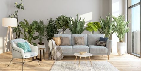 Modern Living Room Interior With Potted Plants Behind The Gray Colored Sofa And Armchair. Tropical Plants Uk, Keeping Plants Alive, Behind Sofa, Plants Uk, Parlor Palm, Leisure Space, Modern Living Room Interior, Grow Room, Iron Plant