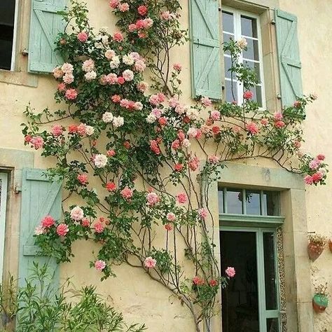 Climbing Rose Garden, Roses Garden Ideas, Rose Garden Ideas, Red Climbing Roses, Rose Garden Wedding, Cottage Garden Roses, Wedding Cottage, Container Roses, Rose Garden Landscape