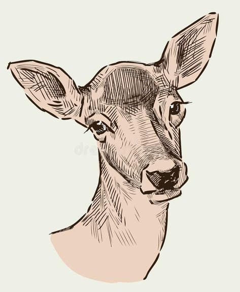 Roe Deer Drawing, Deer Head Drawing, Deer Drawing, Drawing Help, Deer Illustration, Roe Deer, Fantasy Drawings, Christmas Painting, School Things