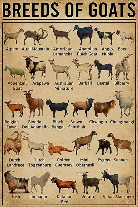 Goat Farming, Decoration Room, Animal Facts, Decoration Home, Zebras, Farm Life, Gift For Men, Farm Animals, Wall Decoration