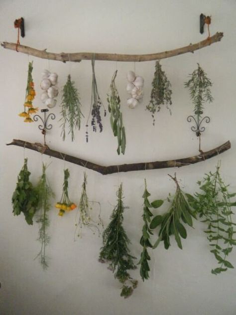 Funny Vine, Hanging Herb Garden, Hanging Herbs, Magia Das Ervas, Herb Garden Design, Deco Nature, Herbs Indoors, Hanging Garden, Deco Floral