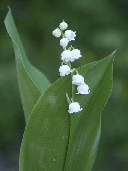 Ontario Flowers, Ontario Wildflowers, Cow Parsnip, Wildflower Landscape, Goats Beard, Trout Lily, Cardinal Flower, Flowers Wild, Native Plant Gardening