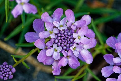 Iberis (iberis) Attracts beneficial insects such as hoverflies and ground beetles and pollinators Candytuft Flower, Candy Tuft, Purple Flower Names, Flowers Name List, Rose Color Meanings, Camellia Plant, Flower Close Up, Garden Birds, Camellia Flower