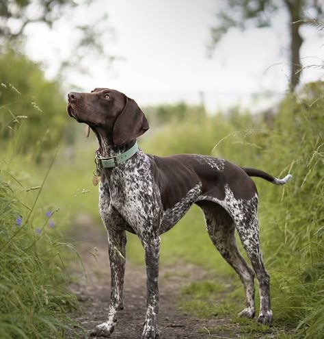 German Short Haired Pointer Puppy, Gsp Dogs, Gsp Puppies, Short Haired Pointer, German Shorthaired Pointer Dog, Cute Dogs Images, German Shorthair, Pointer Dog, Cute Dog Pictures