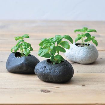 Rock Cactus, Growing Basil, Handmade Ceramic Planters, Ikebana Arrangements, Stone Planters, Deco Originale, Rock Decor, House Plants Indoor, Ceramic Pot