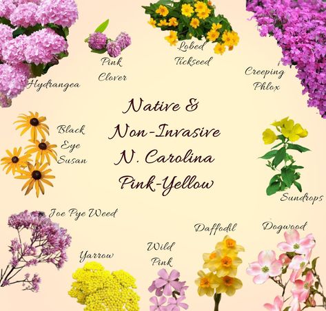 Native or non-invasive flowers for North Carolina gardens, pink and yellow flowers. Landscape Design North Carolina, North Carolina State Flower, Native Plants North Carolina, North Carolina Flowers, North Carolina Wildflowers, North Carolina Garden, Pollinator Garden Design, Caroline Jones, Dream Garden Backyards