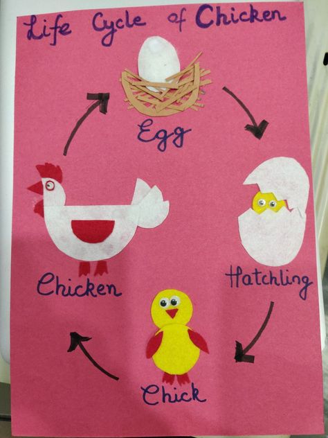 Life cycle of chicken for kids Chicken Life Cycle Activities, Life Cycle Of A Chicken, Farm Week, Chicken Life Cycle, Life Cycles Activities, Farm Land, Chicken Chick, Farm Crafts, Class Projects