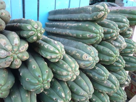 San Pedro : Legendary Cactus of Vision by Psychedelic Adventure San Pedro Cactus, Kinds Of Cactus, Psychoactive Plants, Artemisia Absinthium, San Pedro Cacti, Mary Todd Lincoln, Cactus Seeds, Rock Garden Plants, Bloom Where Youre Planted