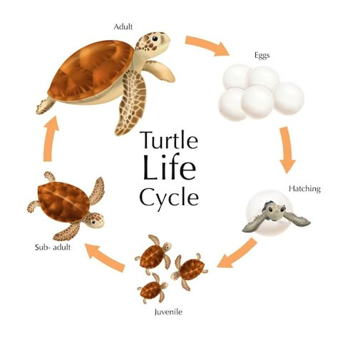 Sea turtle life cycle infographic set wi... | Free Vector #Freepik #freevector #turtle #sea-elements #shell #template Life Cycle Of Sea Turtle, Sea Turtle Infographic, Oceancore Room, Life Cycle Infographic, Life Cycle Of A Turtle, Life Cycle Art, Shell Template, Cycle Infographic, Fish Life Cycle