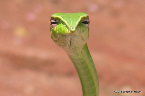 Lizard Meme, Snake Meme, Snake Breeds, Snakes Funny, Scary Snakes, Danger Noodle, Meme Reaction, Snake Wallpaper, Funny Looking Cats