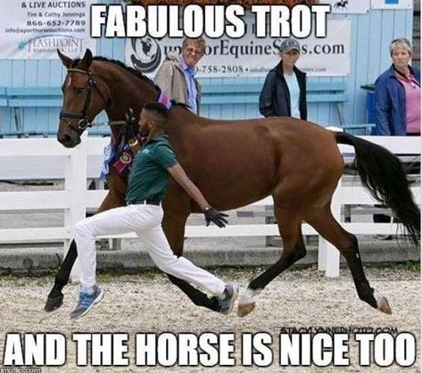 Equestrian Memes, Funny Horse Memes, Horse Meme, Horse Memes, Horse Quotes Funny, Funny Horse Pictures, Horse Jokes, Horse Riding Quotes, Funny Horses