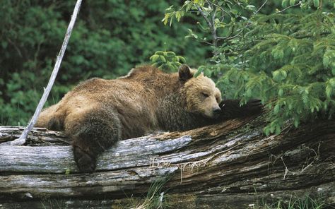 Nice Animals, Pic Funny, Animal Photography Wildlife, Strange Animals, Animals Forest, Bear Bears, Sleeping Animals, Photos Aesthetic, Animal Portraits