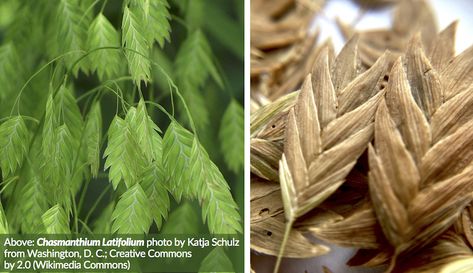 Chasmanthium latifolium is well-suited for rain gardens, supporting wildlife, preventing erosion and more. And you can plant river oats now, in late fall. 📸 Katja Schulz/Wikimedia Commons ✍ Susan Brackney River Oats, Chasmanthium Latifolium, Rain Gardens, Rain Garden, Late Fall, Hobby Farms, Growing Food, Native Plants, Wikimedia Commons