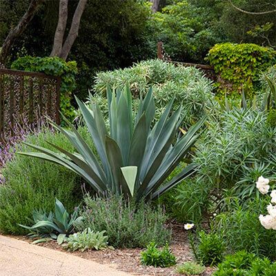 Riverbed Landscaping, Agave Americana, Plant Palette, Drought Tolerant Garden, Waterwise Garden, Mediterranean Plants, Rose Lavender, Mediterranean Landscaping, Estate Garden