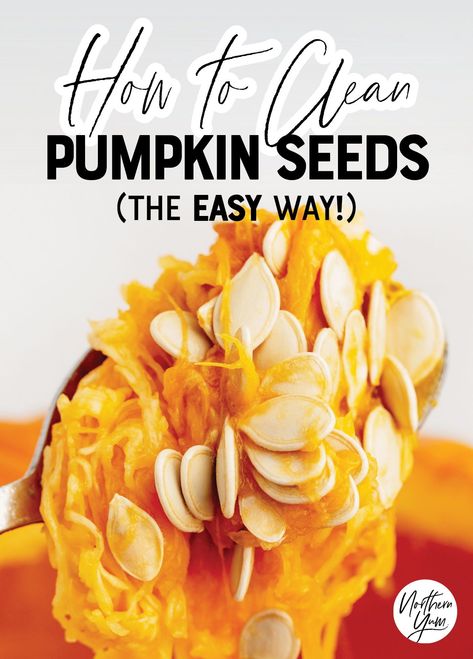 How To Save Pumpkin Seeds For Next Year, How To Separate Pumpkin Seeds From Pulp, Pumpkin Guts What To Do With, What To Do With Pumpkin Guts, Cleaning Pumpkin Seeds, Easy Pumpkin Seeds, Pumpkin Seed Recipes Roasted, Pumpkin Pulp, Pumpkin Easy