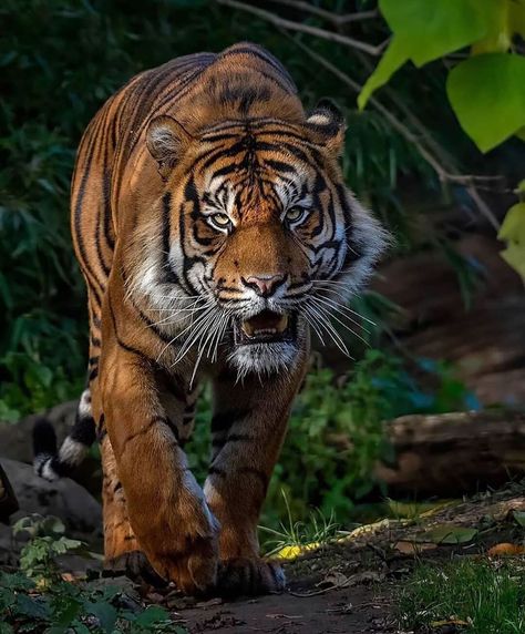 IgTigers on Instagram: “Roaming Tiger 🐯 Check out this Tiger 🐅 in the Woods Photo Credit 📷 : @martinpijak 🌳🌲” Tiger Fotografie, Tiger Walking, Tiger Photography, Tiger Artwork, Sumatran Tiger, Tiger Love, Cat Species, Tiger Painting, Tiger Pictures