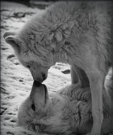 My Pack of Wolves on Twitter: "Just love! https://t.co/xobkm7IfJO" Wolf Alpha, Wolf Photos, Wolf Love, Wild Wolf, Hapkido, Wolf Pictures, Beautiful Wolves, Wolf Spirit, Wild Dogs