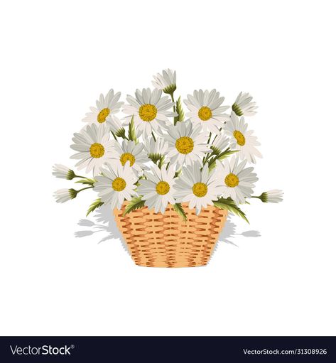 Basket Of Daisies, Jainsem Design, Flower Basket Drawing, Daisy Vector, Basket Illustration, Daisy Illustration, Daisy Baby Shower, Bujo Layout, Basket Drawing