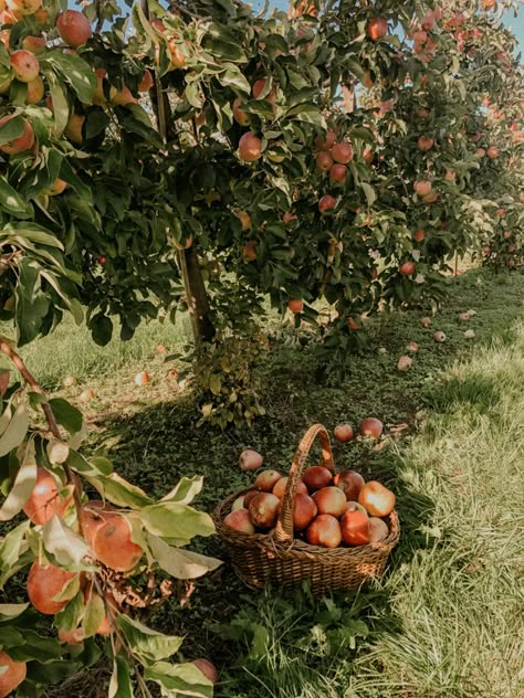 Apple Orchard Orchard Aesthetic, Cottagecore Autumn, Alphabet Dating, Fall Dates, Bad Apple, Fall Apples, Apple Orchard, Vintage Farm, Apple Picking