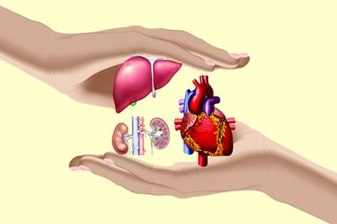 Don't let these Organ Donation Myths Confuse you: http://bit.ly/misconceptions-about-organ-donations #IndianMedTrip Sternal Precautions, Cardiac Rehabilitation, Organ Donation Awareness, Chest Tube, Heart Surgeon, Open Heart Surgery, Types Of Surgery, Clogged Arteries, Organ Transplant