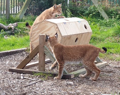 Sheep Enrichment, Zoo Enrichment Ideas, Zoo Enrichment, Enrichment Projects, Zoo Project, Large Bird Cages, Zoo Keeper, Enrichment Activities, Animal Sanctuary