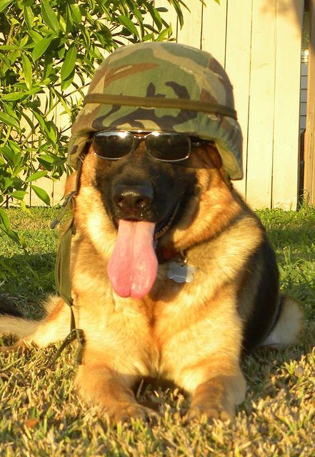 GSD Army Dogs, Dog Hero, Military Working Dogs, German Shepards, Cute Dog Photos, Military Dogs, Shepherd Dogs, Silly Dogs, Police Dogs