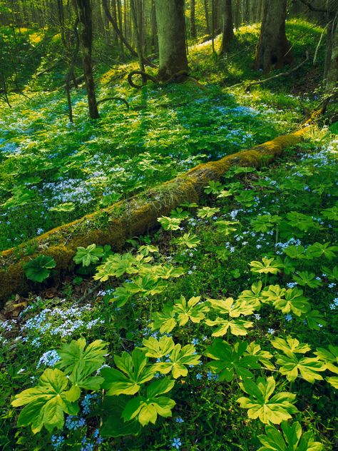 Winter Plants, Dry Creek, Woodland Garden, Smoky Mountain National Park, Smoky Mountain, Foto Art, Walk In The Woods, Alam Yang Indah, Nature Aesthetic