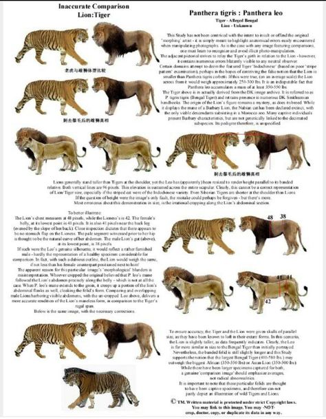 Tiger Species, Wild Cat Species, Sabertooth Tiger, Pig Breeds, Speculative Evolution, Panthera Tigris, Panthera Leo, Cat Species, Leo Lion