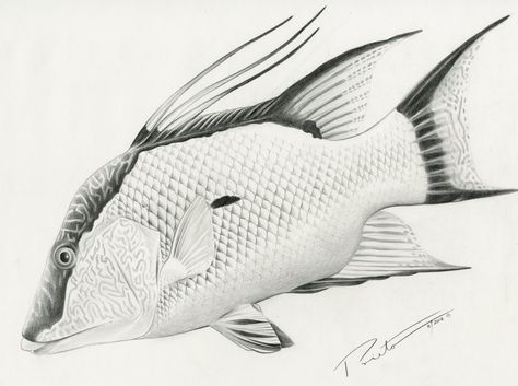 Hog Fish Hogfish Tattoo, Illustrated Fish, Hog Fish, Animal Sketch, Fish Tattoo, Fish Drawings, Black Ink Tattoos, Animal Sketches, Fish Art