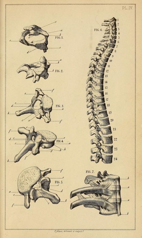 Anatomy Vintage Illustration, Old Medical Drawings, Medical Anatomy Drawing, Stages Of Life Art, Old Anatomy Illustration, Vintage Anatomy Illustration, Medical Drawings, Anatomy Poster, Anatomy Bones