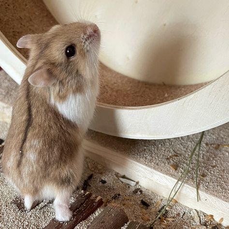 This is Leo! A male campbell dwarf hamster living in the Netherlands together with is brother Olly 🥰. Follow their journey 🎒#hamster #campbell #dwarf #propercare Pet Claims, Campbell Hamster, Hamster Stuff, Hamster Names, Hamster Life, Pet Hamster, Pinterest Pictures, Hamster House, Life Habits