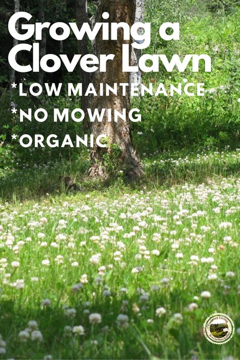 Pollinator Friendly Lawn, Bee Friendly Lawn, Dutch Clover Lawn, How To Grow Clover Lawn, Growing Clover Lawn, Clover Lawn How To Grow, Clover And Wildflower Lawn, Planting Clover Lawn, Clover Yard Lawn Alternative