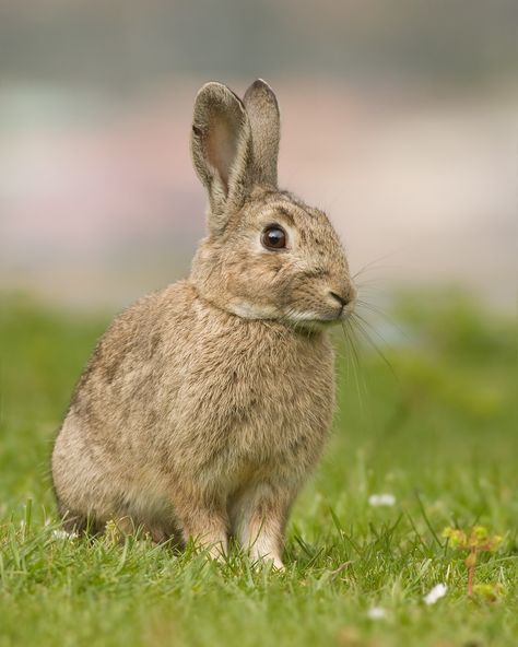 Lagomorpha - Wikipedia Young Rabbit, Staffordshire Terriers, Rabbit Care, National Animal, Belgium Travel, Invasive Species, Pet Rabbit, Baby Bunnies