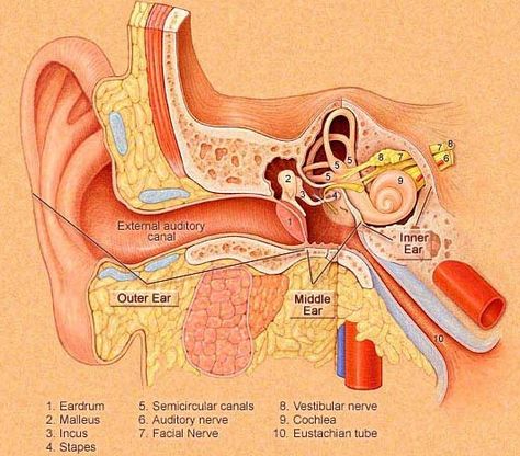 childrens-ear-infections-ear-grommets-sydney Eustachian Tube Dysfunction, Middle Ear, Ear Wax Removal, Northwestern University, Diy Health, Health Remedies, Home Remedies, Health Tips, Health And Wellness