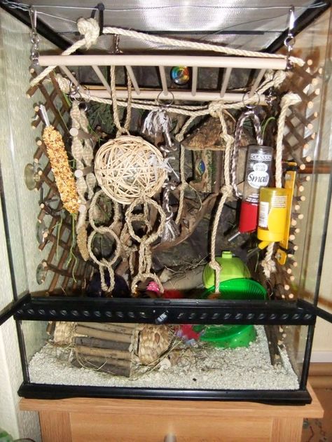 Snake Enrichment Diy, Snake Playground, Reptile Enrichment, Snake Enrichment, Animal Enrichment, Baby Snakes, Exotic Mammals, Pet Spaces, Corn Snake