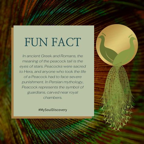 Peacock Fun Fact Peacock Meaning, Peacock Facts, Airbnb Ideas, White Peacock, Peacocks, Fun Fact, Spiritual Quotes, Fun Facts, Quotes