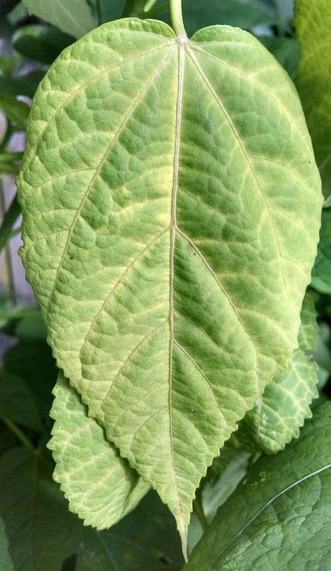 Hibiscus leaf. Hibiscus Leaf, Hibiscus Leaves, Leaf Photography, Lingerie Shop, Drawing Ideas, Hibiscus, Creative Art, Plant Leaves, My Pictures