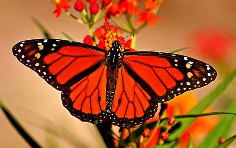 Symmetry in nature From Caterpillar To Butterfly, Caterpillar To Butterfly, Asymmetrical Balance, Symmetrical Balance, Most Beautiful Butterfly, Spiritual Transformation, Butterfly Pictures, Red Butterfly, Diamond Mosaic